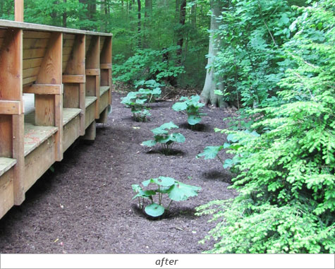 Backyard Oasis: After Photo 4