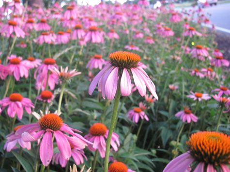 Gardner's Garden Photo 2